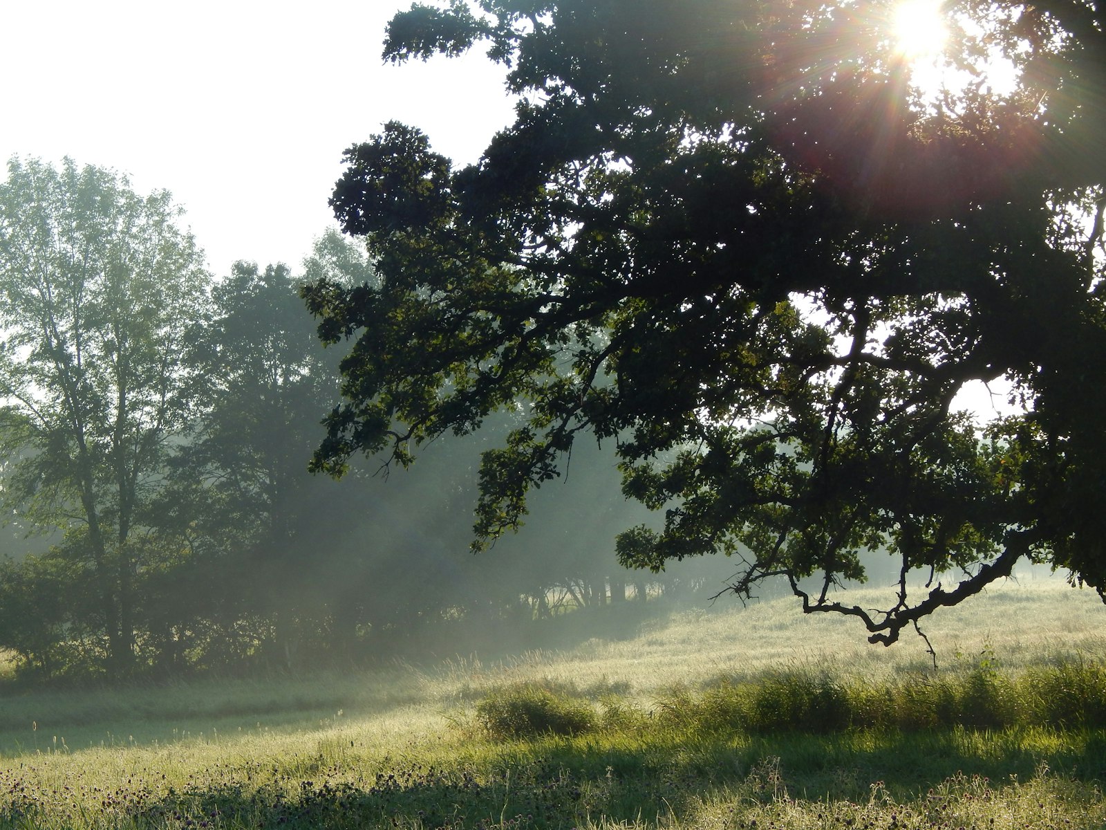 The sun is shining through the trees in the field.
